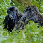 Rwanda Gorillas and Iby'Iwacu Culture safari