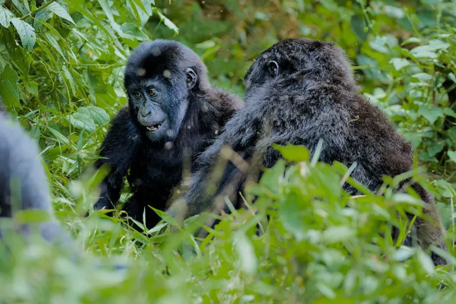 Rwanda Gorillas and Iby'Iwacu Culture safari