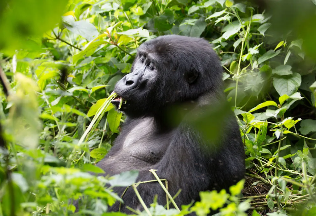 3-Day Gorilla Trekking in Uganda