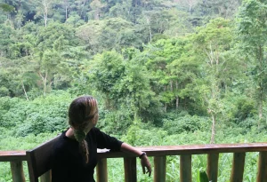 Bwindi Forest - 3 Days