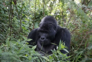 Bwindi Gorillas-3 Days