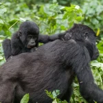 Gorilla Trekking in Uganda and Rwanda