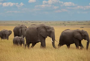 How Long Should Your Kenya Safari Be