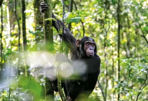 This 10-Day Uganda Gorillas & Game Safari