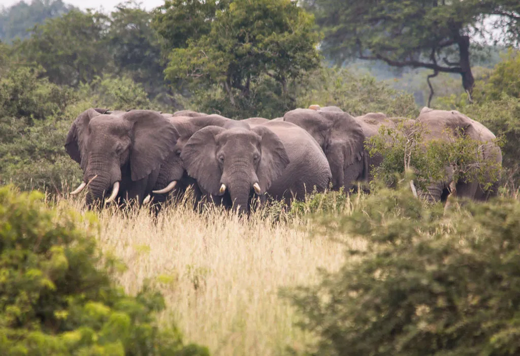 10-Day Uganda Gorillas, Chimps & Game Safari