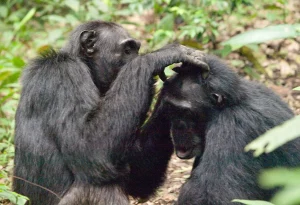 11-Day Uganda Gorillas, Chimps & Culture Adventure