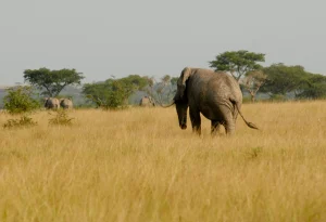 11-Day Uganda Gorillas and Zanzibar Beach Safari