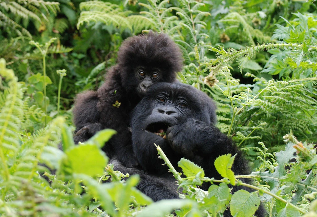 11-Day Uganda Gorillas and Zanzibar Beach Safari