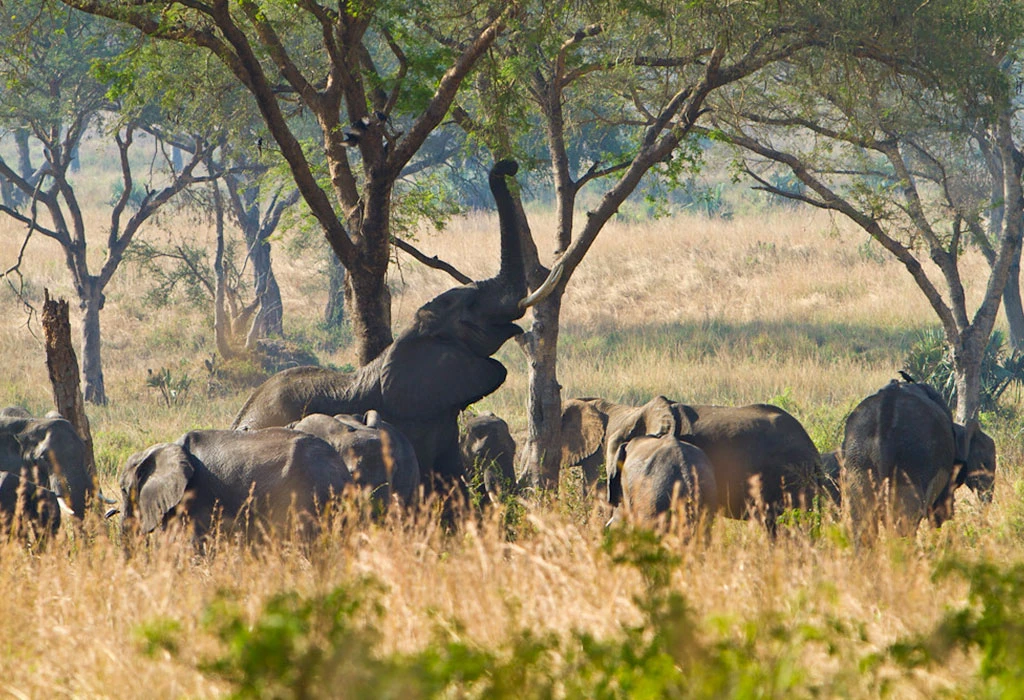 12-Day Kenya, Tanzania and Rwanda Safari