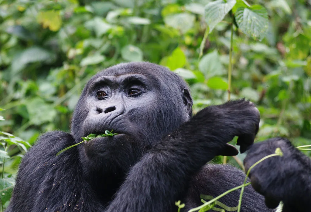 12-Day Uganda-Rwanda Gorillas and Game Safari