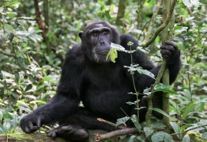 14-Day Kenya, Uganda and Tanzania Safari