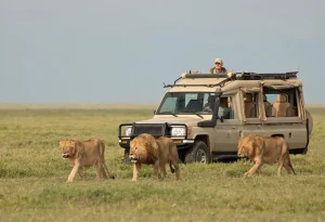 14-Day Kenya, Uganda and Tanzania Safari