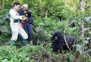 14-Day Uganda Gorillas & Rwenzori Mountains Hike