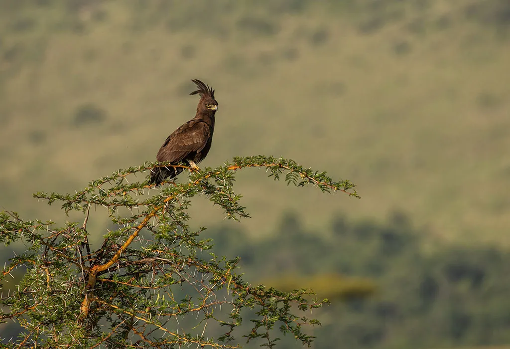 15-Day Rwanda Gorillas, Chimps and Birding Safari
