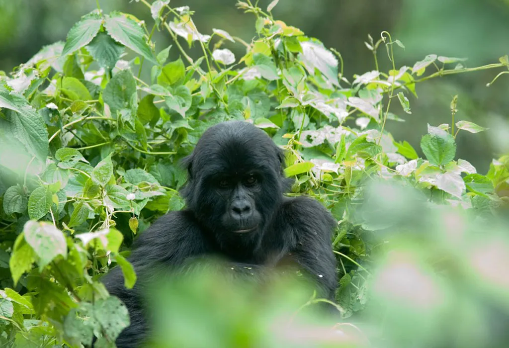 18-Day Best of Uganda and Rwanda Adventure