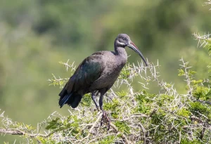 21-Day Uganda Gorillas, Chimps & Birding Safari