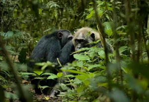 21-Day Uganda Gorillas, Chimps & Birding Safari