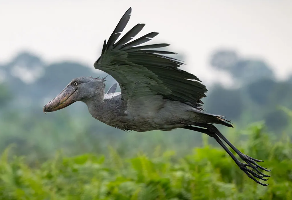 21-Day Uganda Gorillas, Chimps & Birding Safari