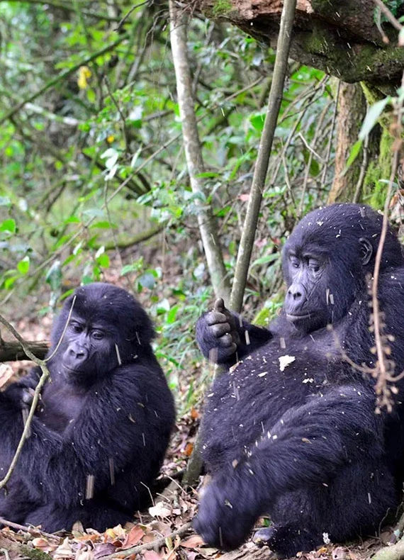 3-Day-Gorilla-Tracking-in-Uganda