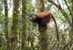 4-Day Bwindi Gorillas & Mgahinga Golden Monkeys Safari (Fly-In)