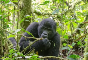 4-Day Bwindi Gorillas & Mgahinga Golden Monkeys Safari (Fly-In)