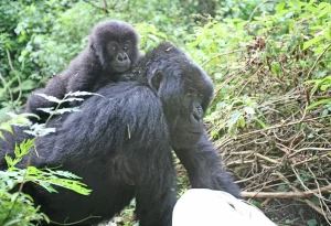 4-Day Bwindi & Mgahinga Gorilla Trekking Safari – Double Gorilla Trekking Adventure