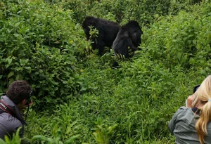 4-Day Mgahinga Gorillas and Lake Mutanda Safari