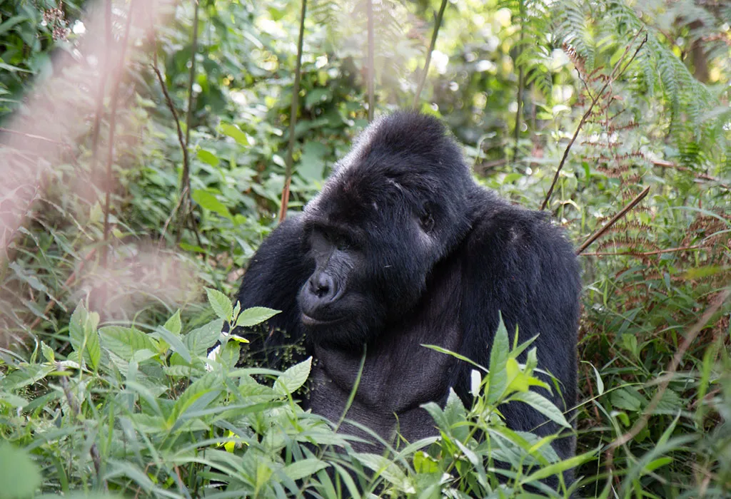 4-Day Rwanda Gorillas & Lake Kivu Beach