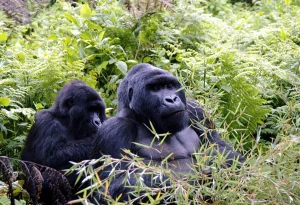 5-Day Akagera Game and Bwindi Gorillas Safari