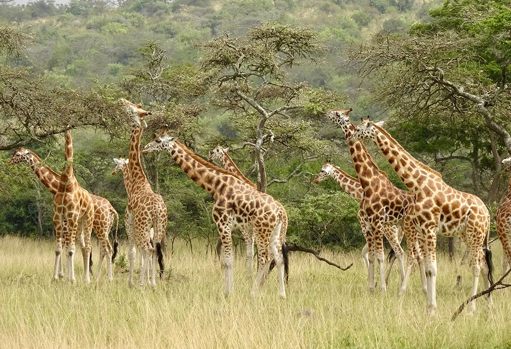 5-Day Akagera Game and Bwindi Gorillas Safari