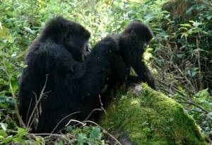 5-Day Discounted Uganda Gorilla and Chimp Trekking