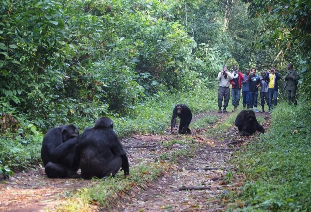 5-Day Discounted Uganda Gorilla and Chimp Trekking Safari