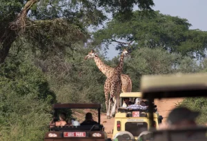 5 Day Rwanda Gorillas and Game Safari