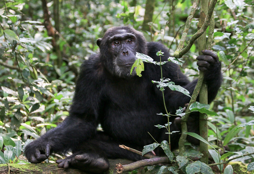 5-Day Uganda Gorilla Habituation and Chimp Trekking