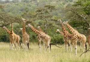 6-Day Rwanda Gorillas, Game & Lake Kivu Beach