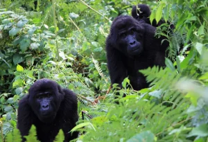 6-Day Uganda Gorillas and Lake Bunyonyi Safari