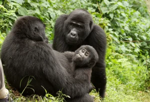 7-Day Rwanda Gorillas, Chimps & Game Safari