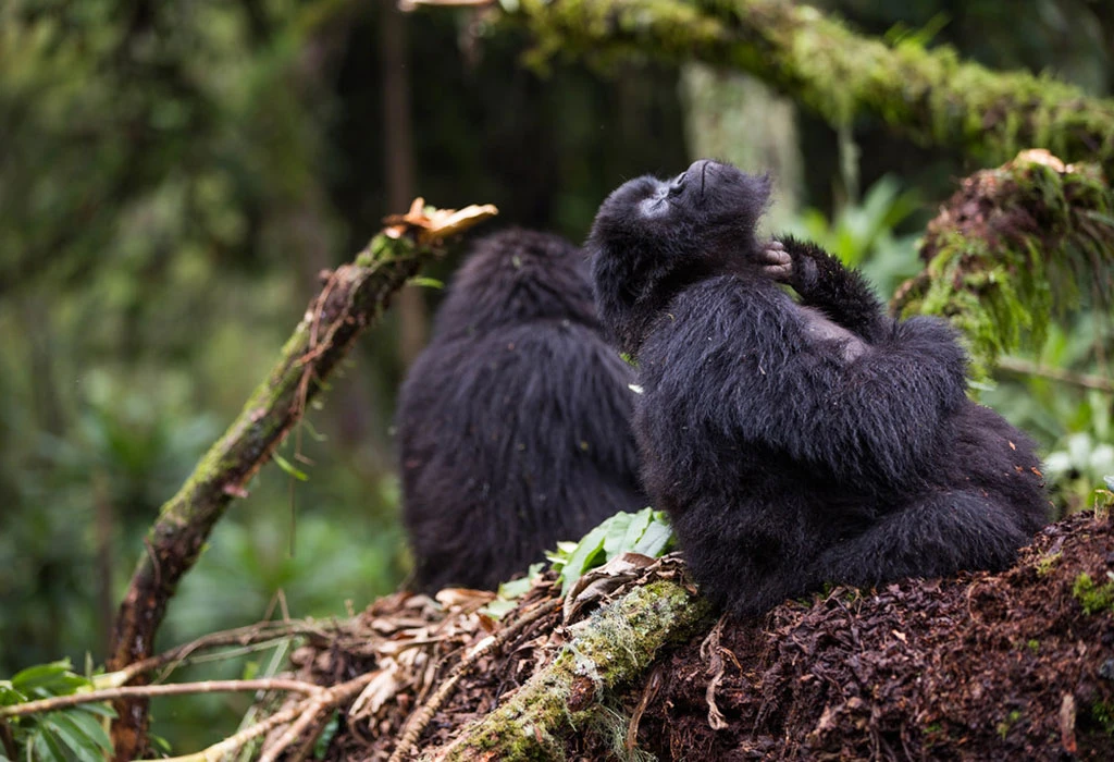 7-Day Rwanda-Uganda Double Gorilla Trekking and Game Safari