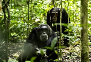 7-Day Uganda Gorillas, Chimps & Game Safari