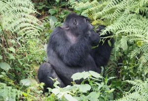 7-Day Uganda Gorillas, Chimps & Game Safari