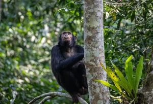 7-Day Uganda and Rwanda Primates with Game Safari