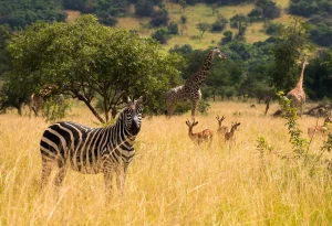 7-Day Uganda and Rwanda Primates with Game Safari