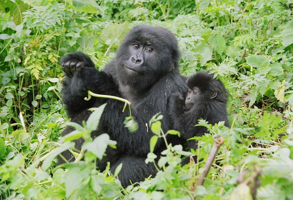 7-Day Uganda and Rwanda Primates with Game Safari