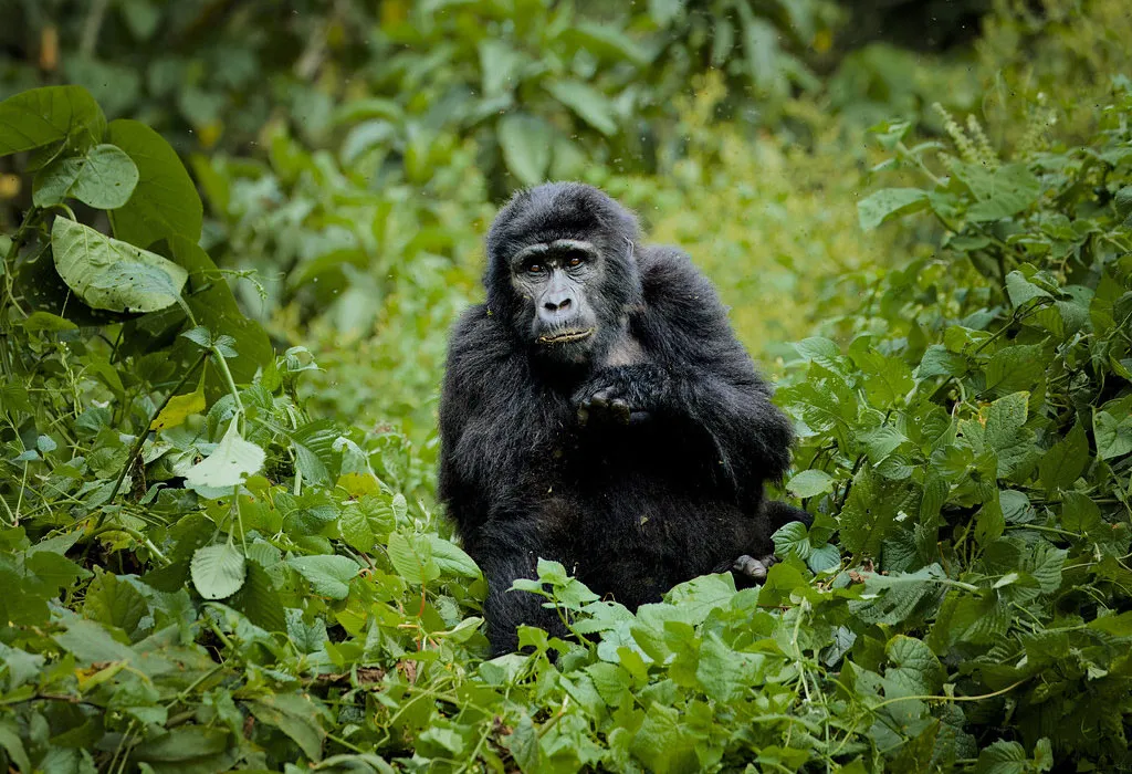 8-Day Uganda Gorillas, Chimps & Game Safari