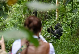 5-Day Bwindi & Mgahinga Gorillas with Sabinyo Hike