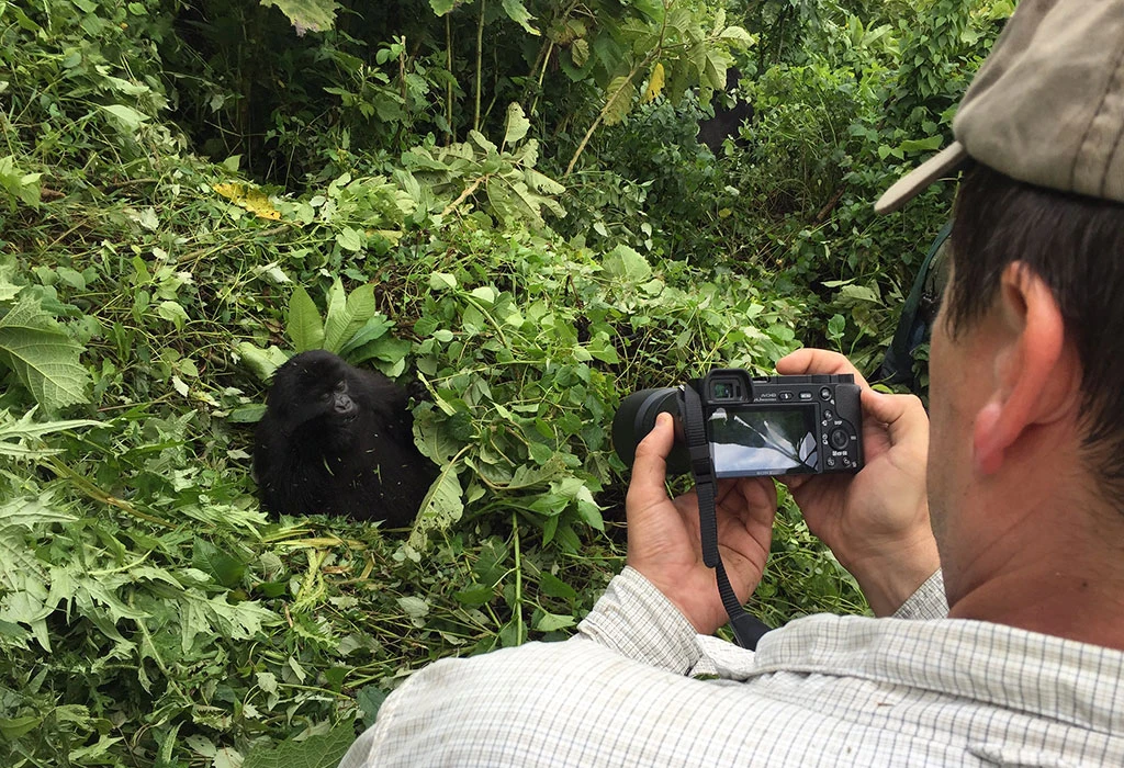 Gorilla Trekking Permits in Uganda