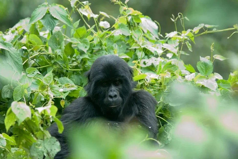 Gorilla Trekking Permits in Uganda