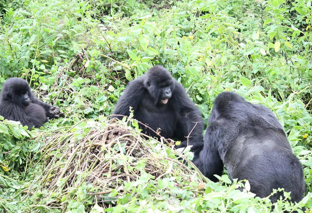 Notable Gorilla Families You May Encounter
