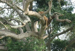 6-Day Uganda Gorillas and Lake Bunyonyi Safari