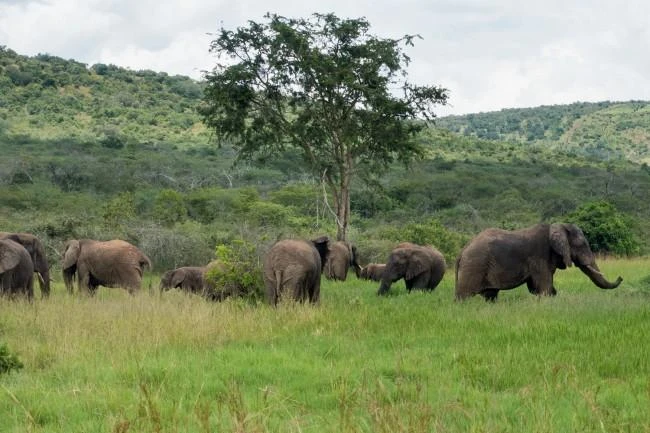 Wildlife and the Big Five in Akagera